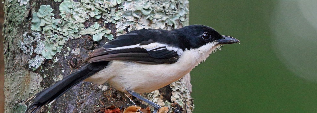 Tropical Boubou