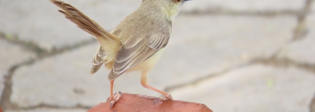 Black-chested Prinia