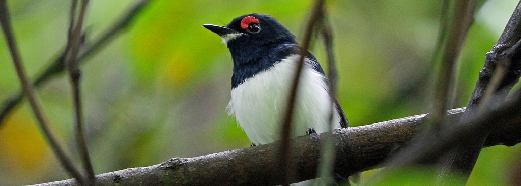 Black-throated Wattle-eye