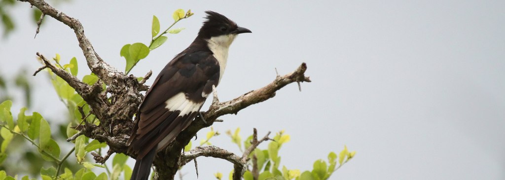 Jacobin Cuckoo
