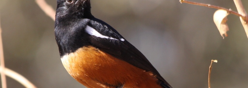 Mocking Cliff Chat