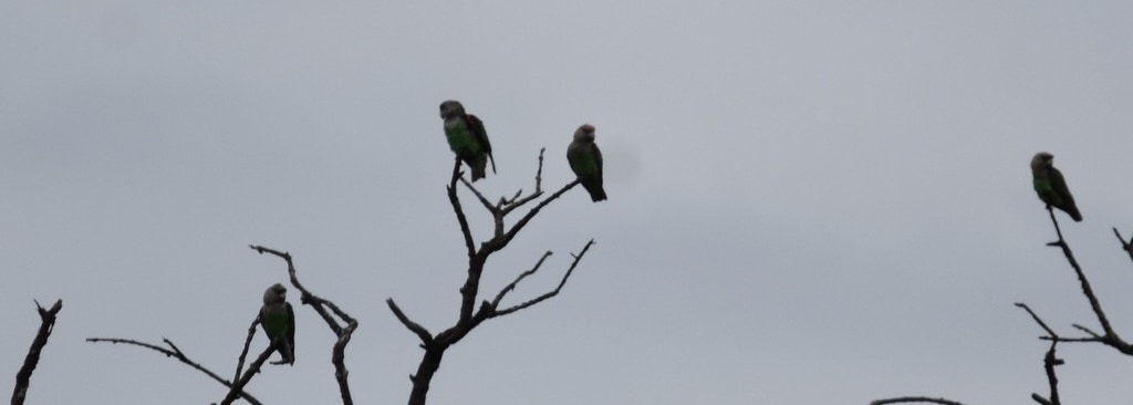 Grey-headed Parrot