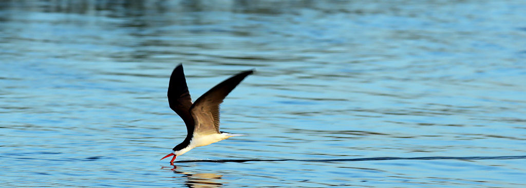 African Skimmer
