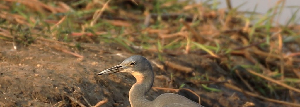 Slaty Egret
