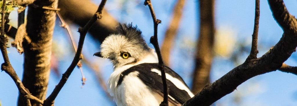 Grey-crested Helmetshrike