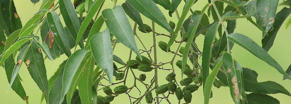 White Kirkia