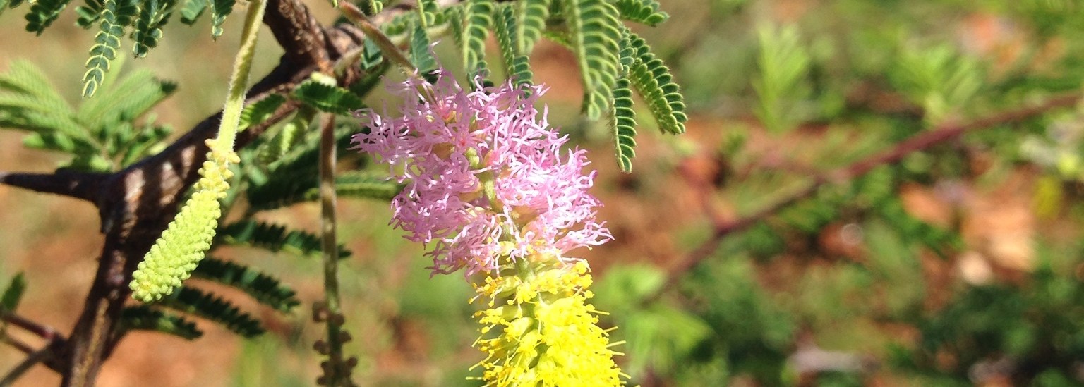 Sickle Bush
