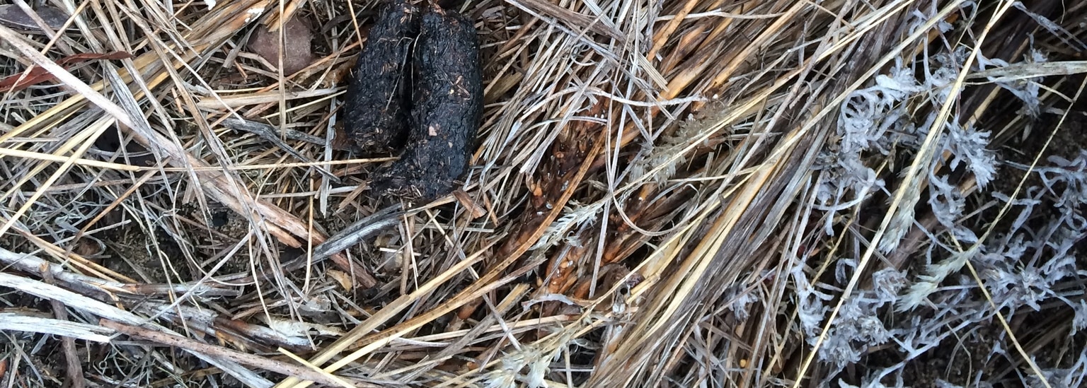 Cape Porcupine
