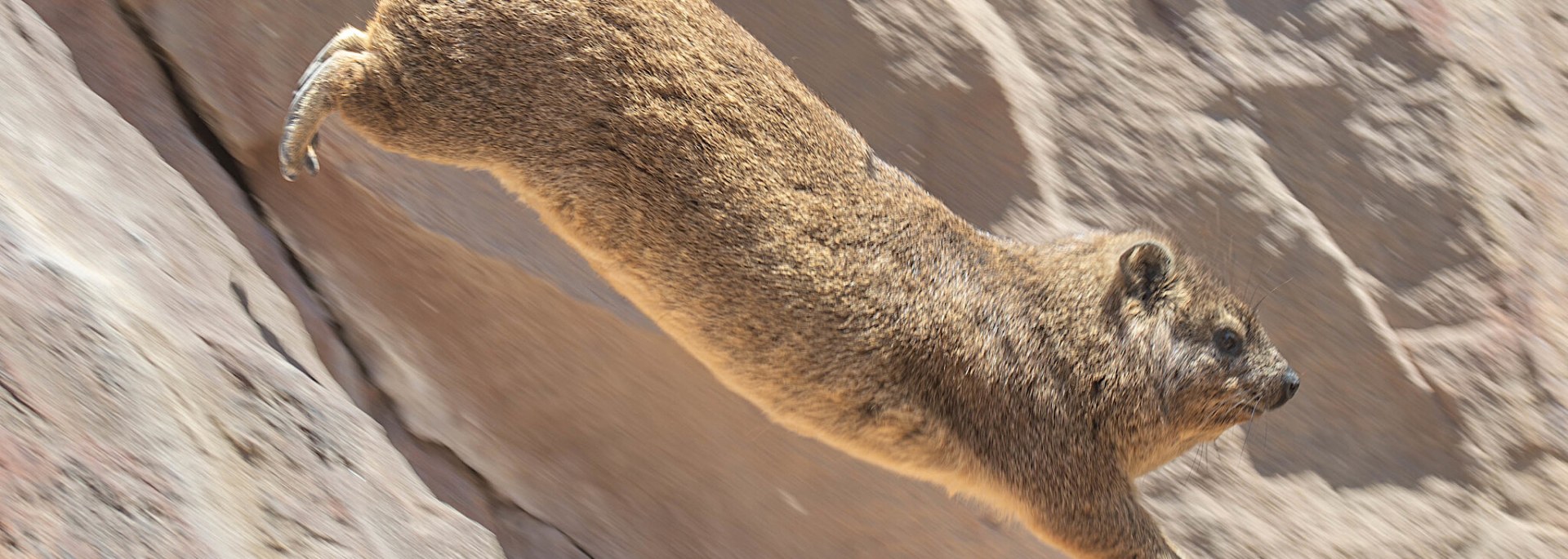 Rock Hyrax (Dassie)
