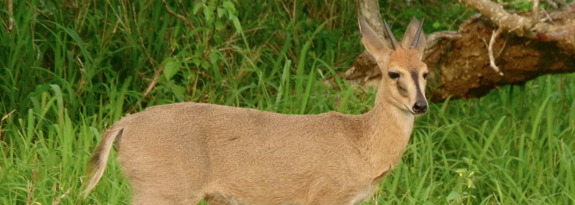 Common Duiker