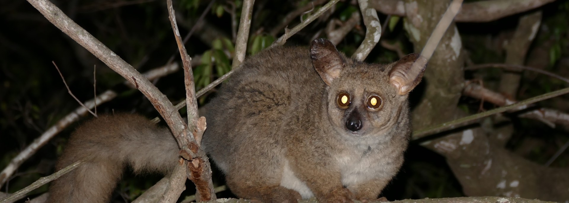 Thick-tailed Bushbaby
