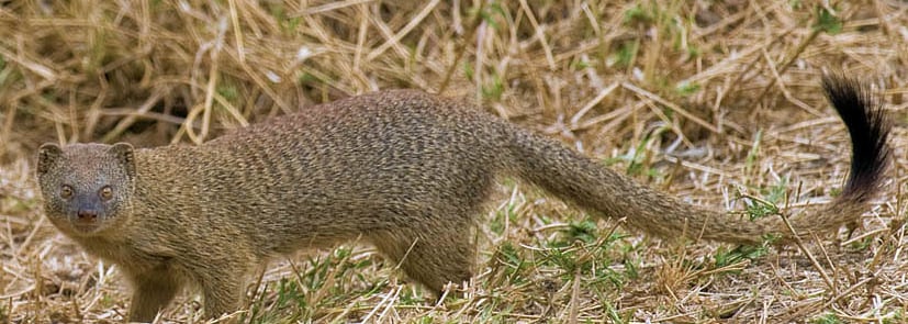 Slender Mongoose