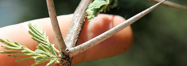 Scented-pod Thorn