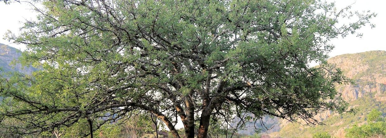 Corkwood