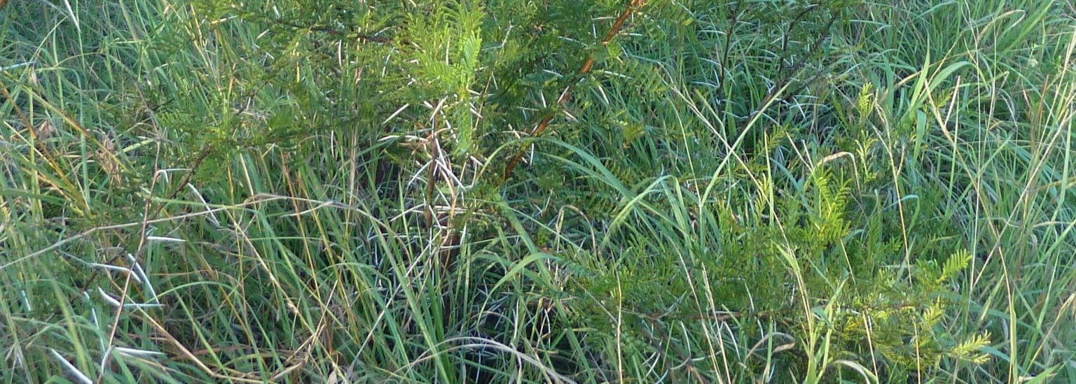 Sticky Thorn
