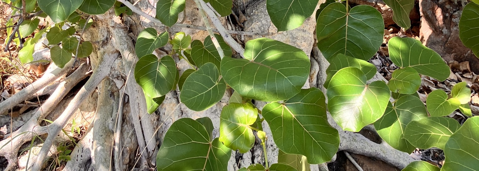 Large-leaved Rock Fig