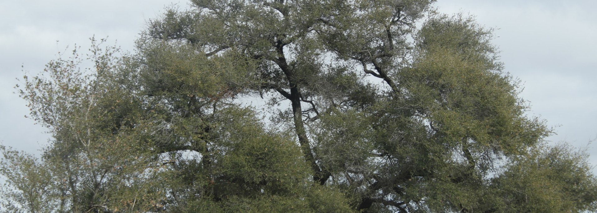 Delagoa Thorn