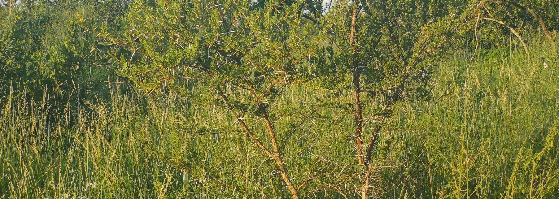 Flaky-bark Thorn