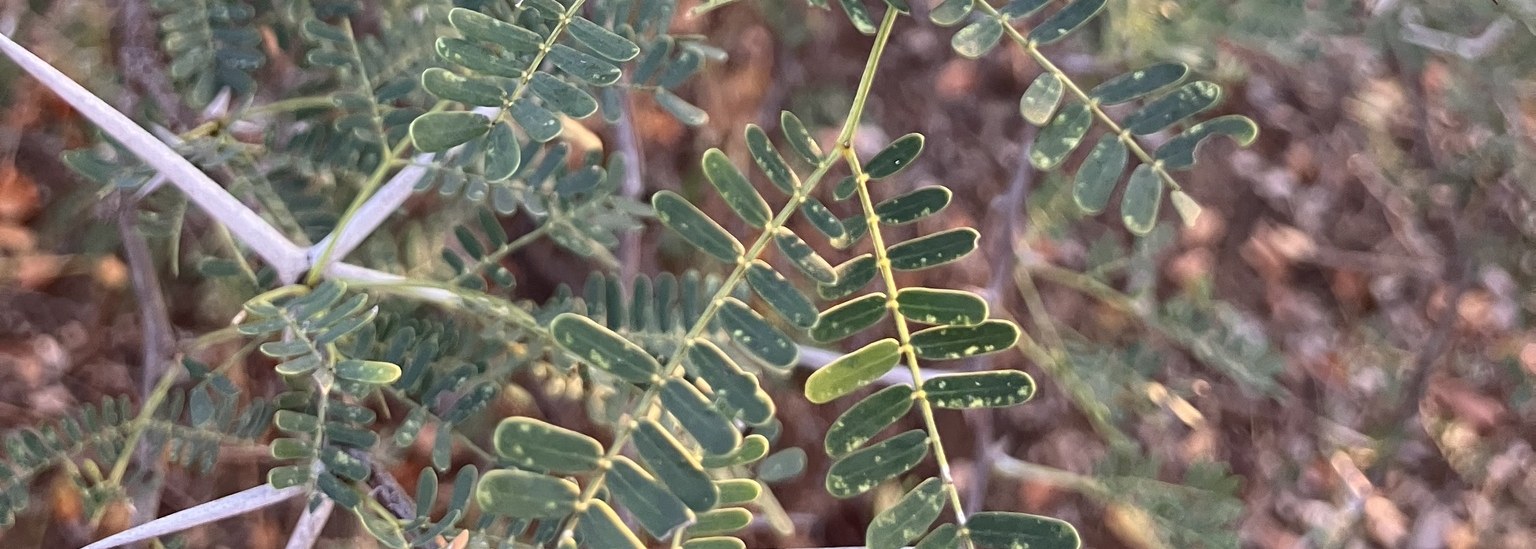Horned Thorn