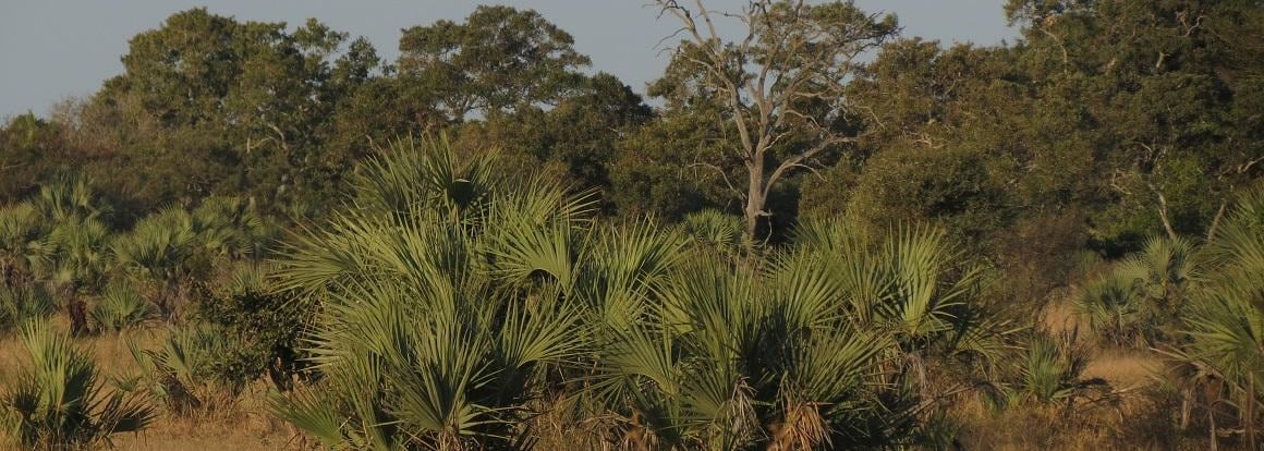 Ilala Palm