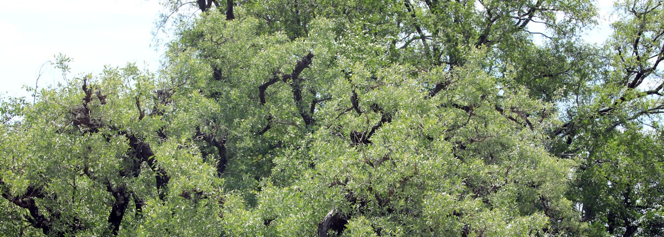 Mustard Tree