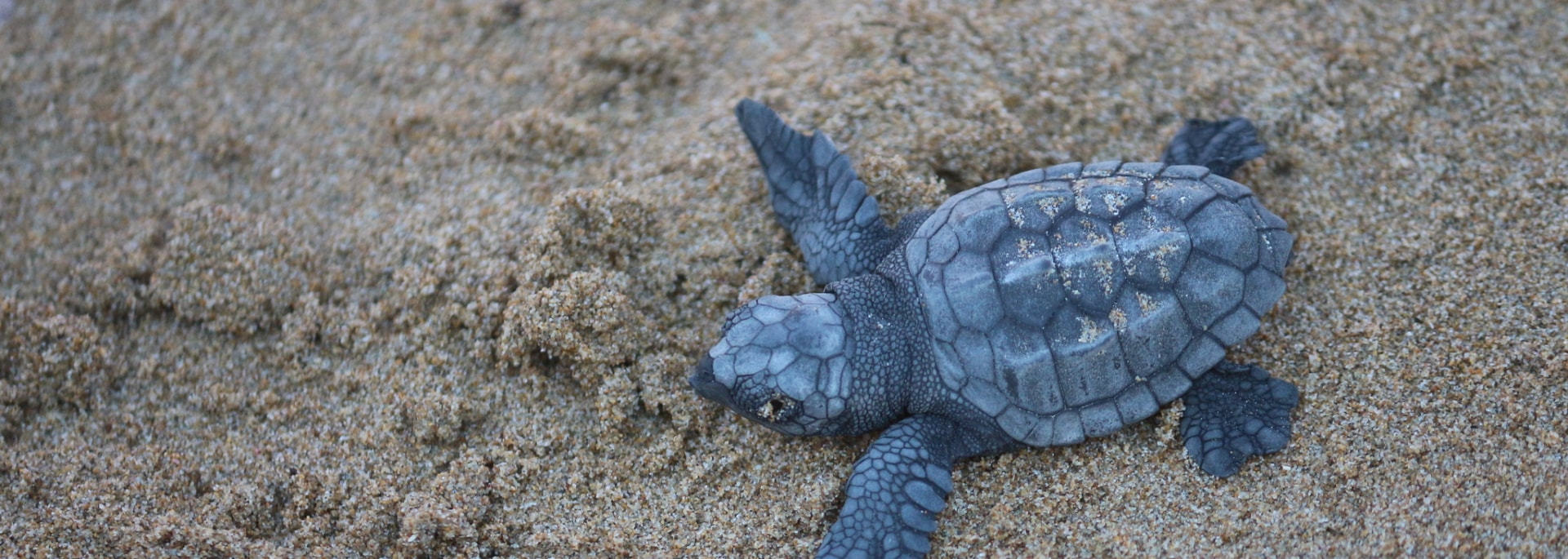 Loggerhead Turtle