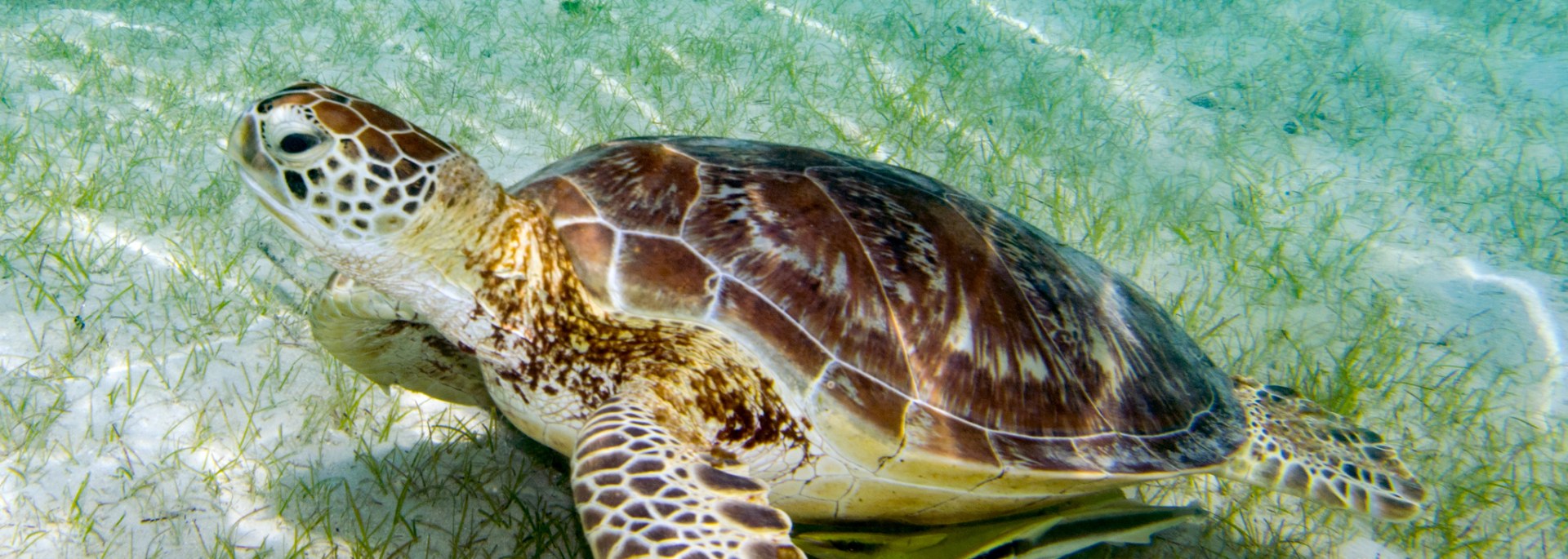 Green Turtle