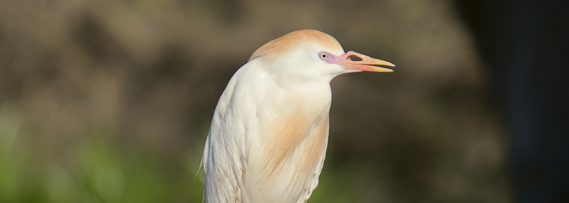 Western Cattle Egret