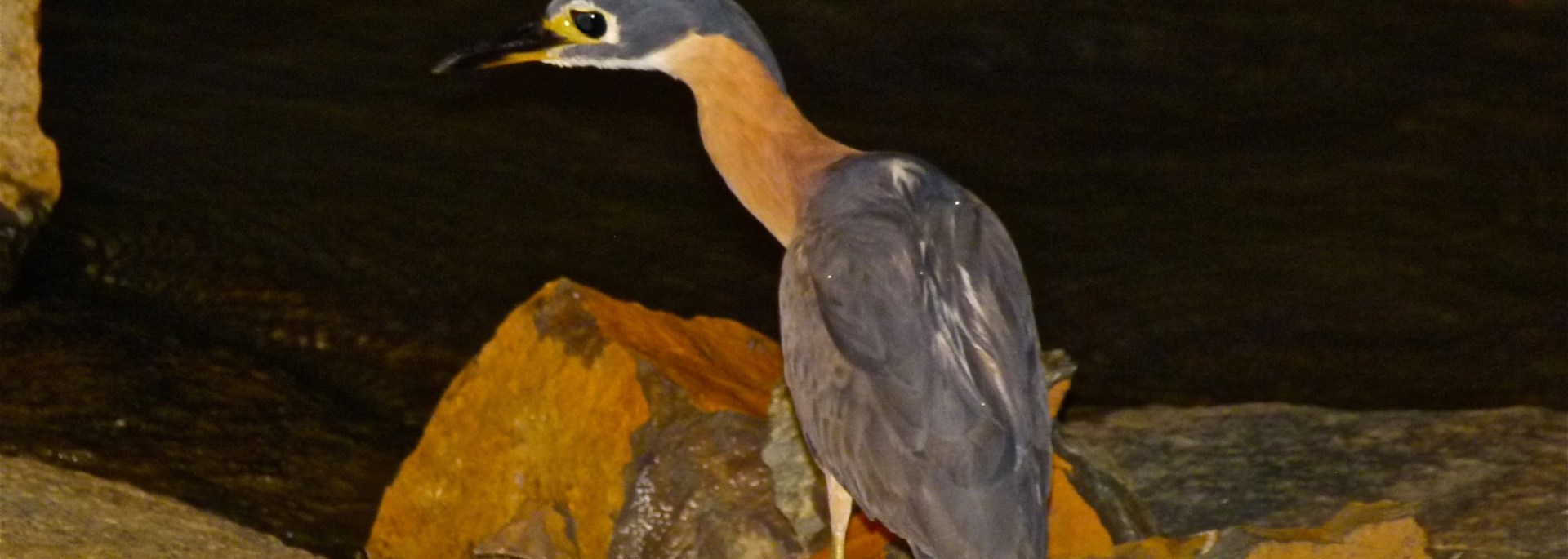 White-backed Night Heron