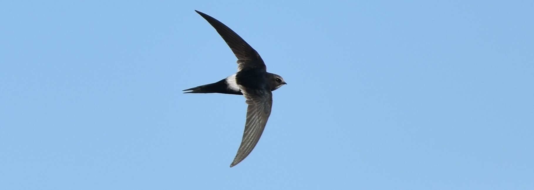 White-rumped Swift