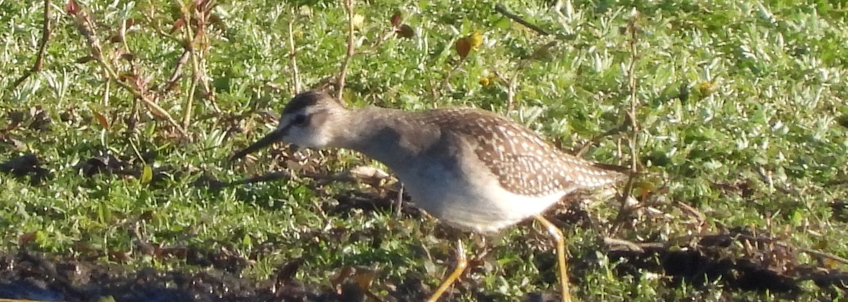 Wood Sandpiper