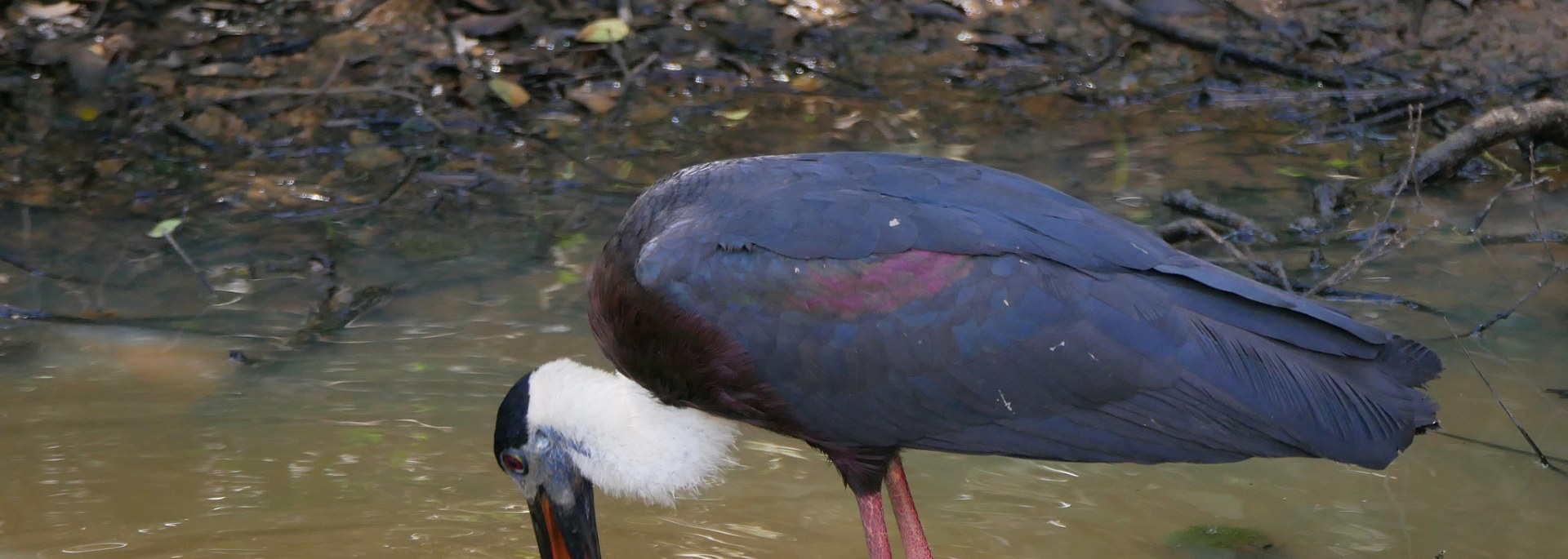 Woolly-necked Stork