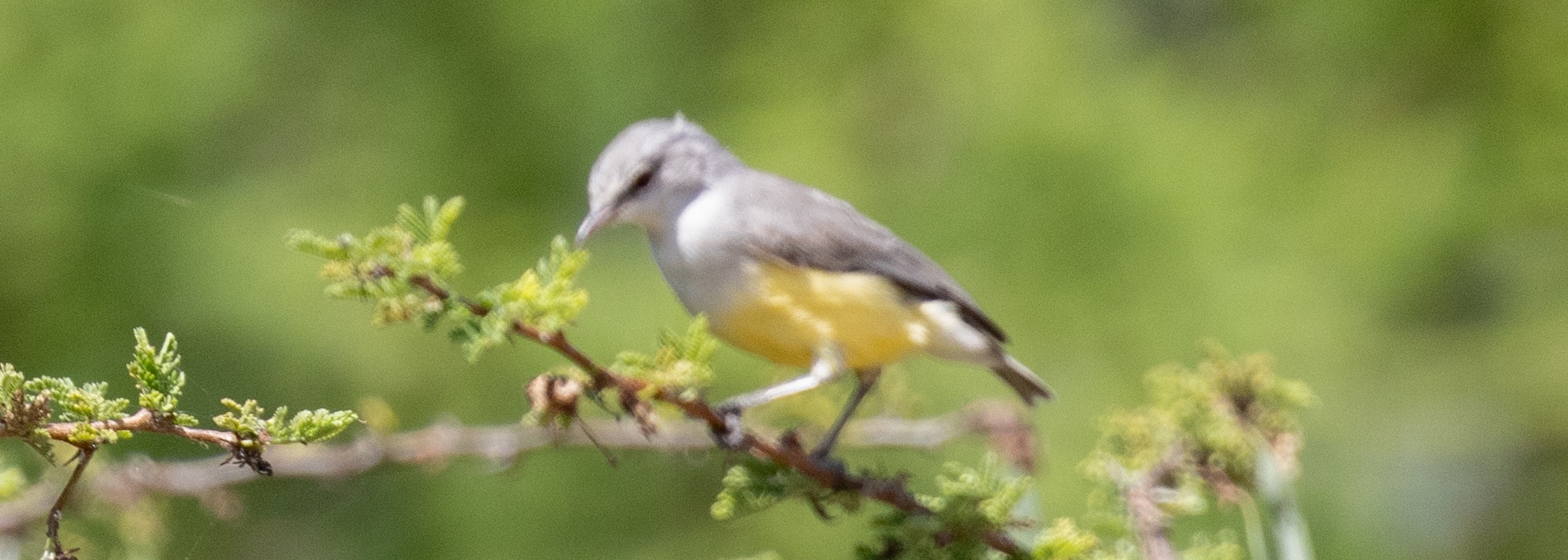 Yellow-bellied Eremomela