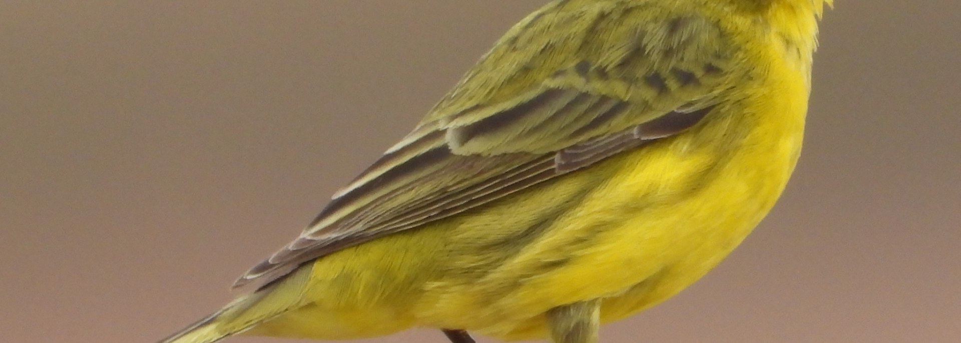 Yellow Canary