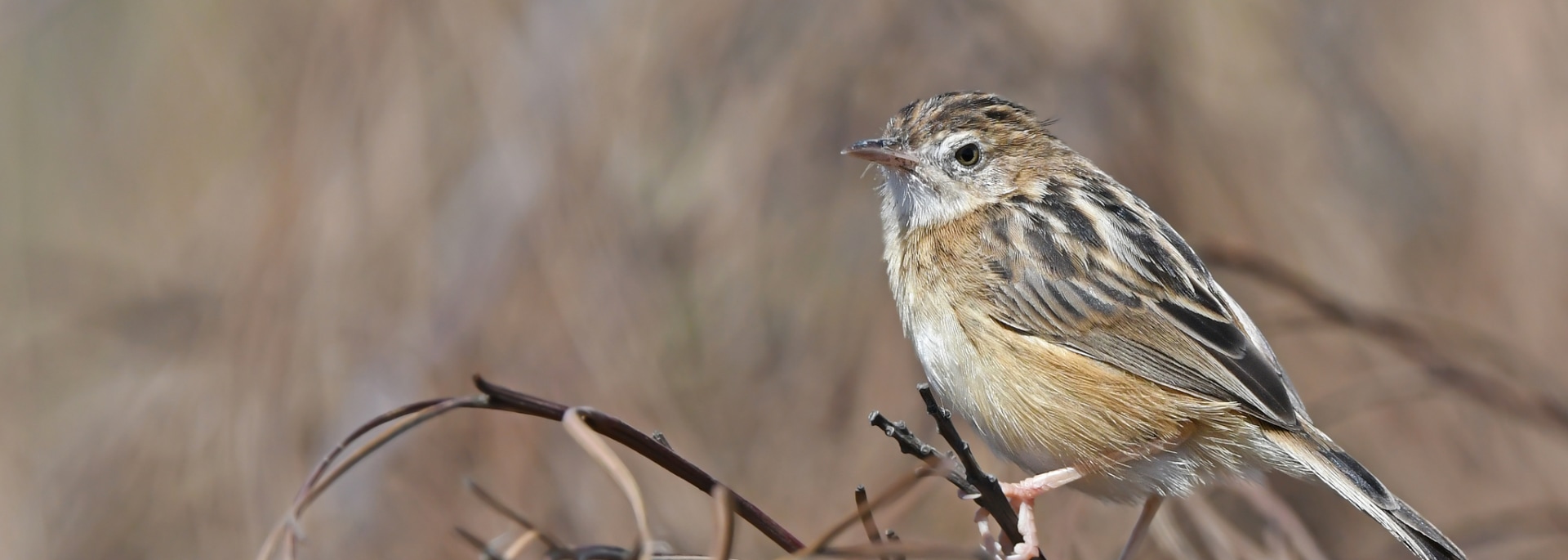 Zitting Cisticola