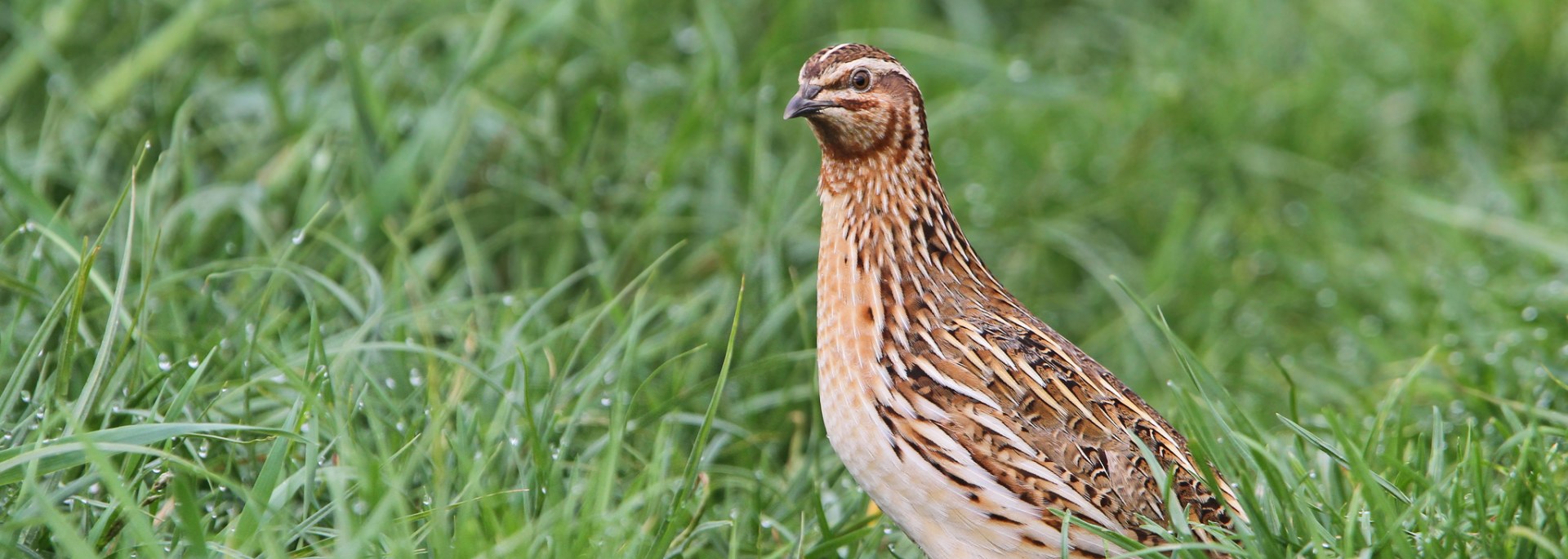 Common Quail
