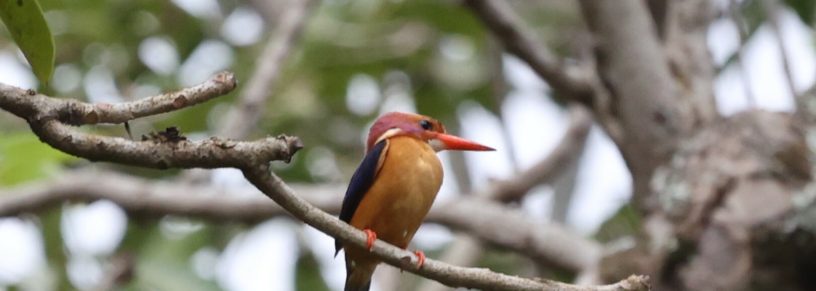 African Pygmy Kingfisher