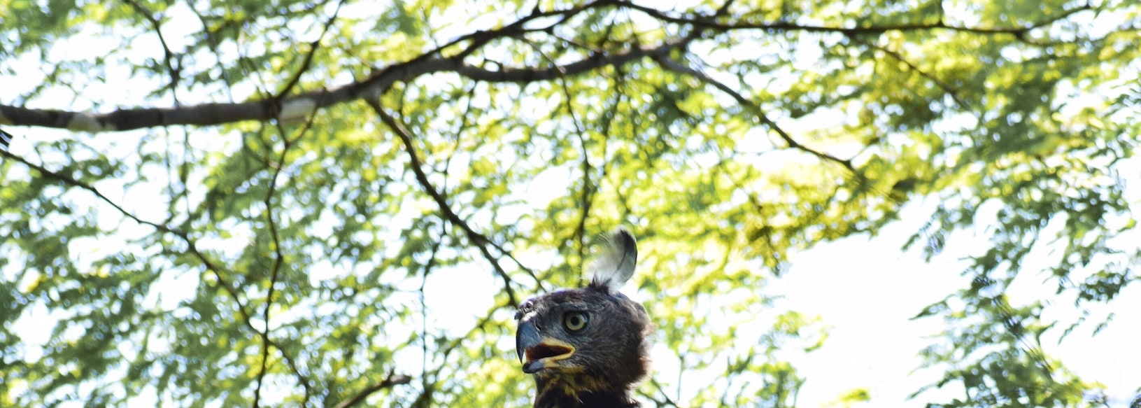 African Crowned Eagle