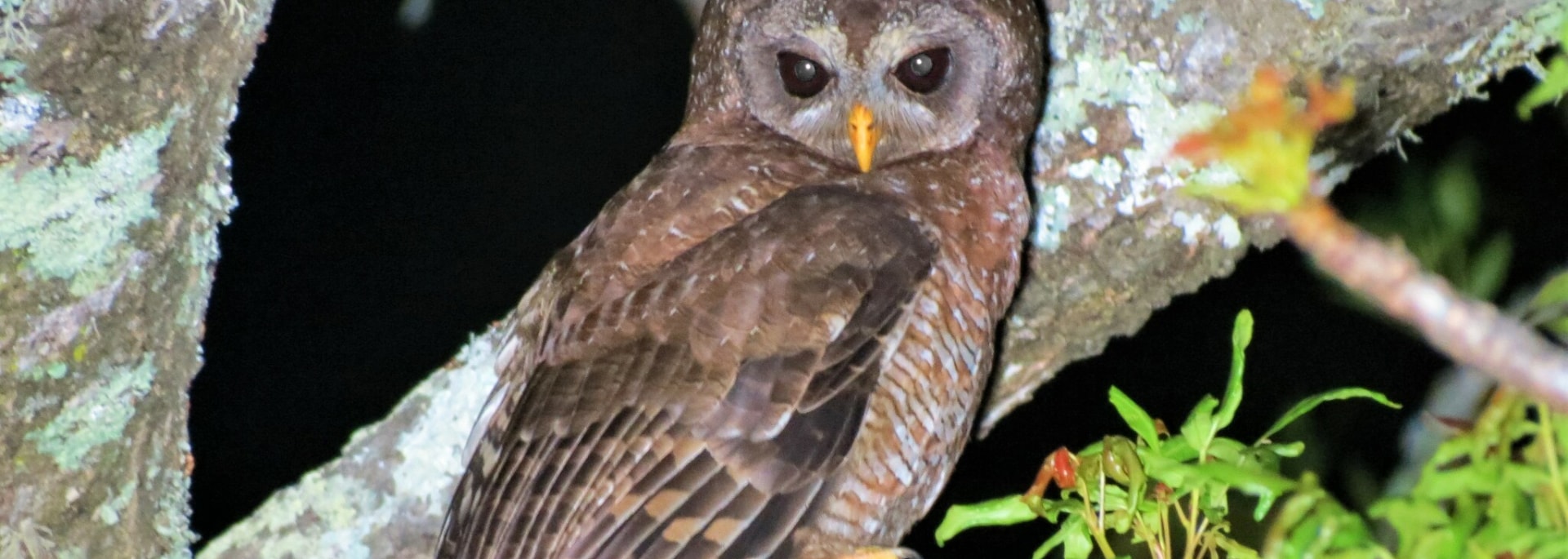 African Wood Owl
