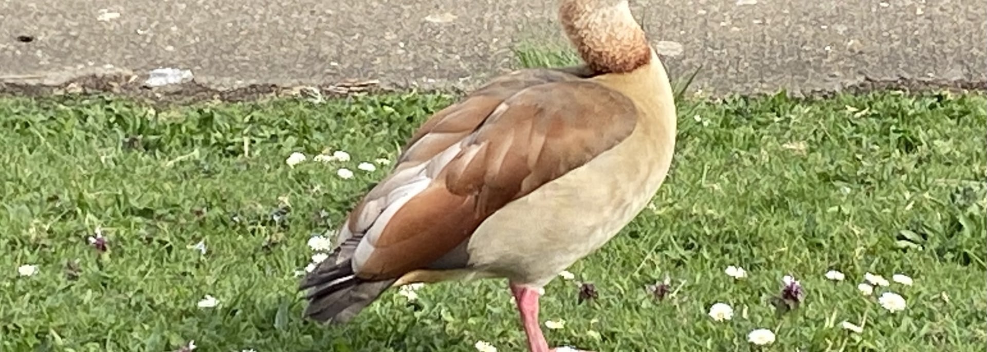 Egyptian Goose
