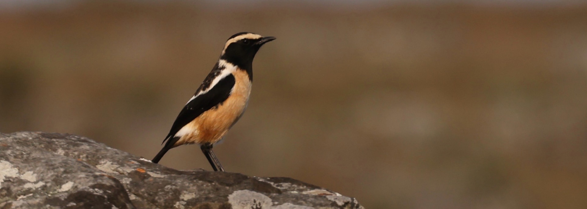 Buff-streaked Chat