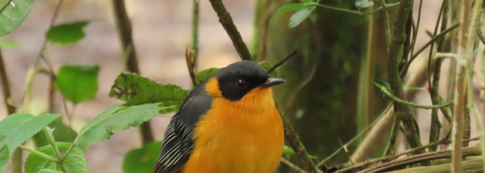 Chorister Robin-Chat