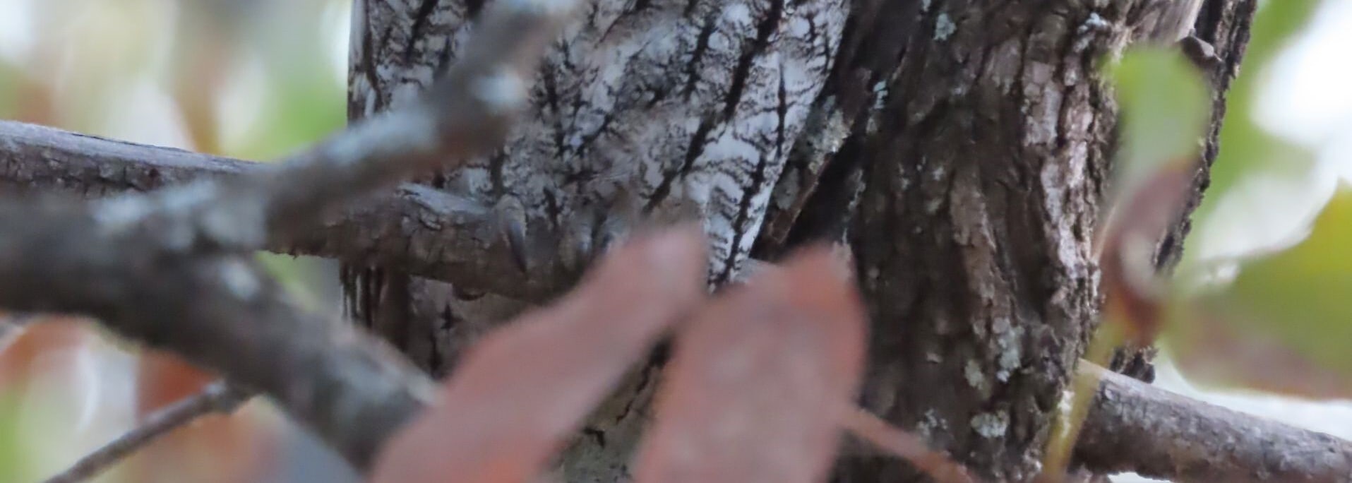African Scops Owl