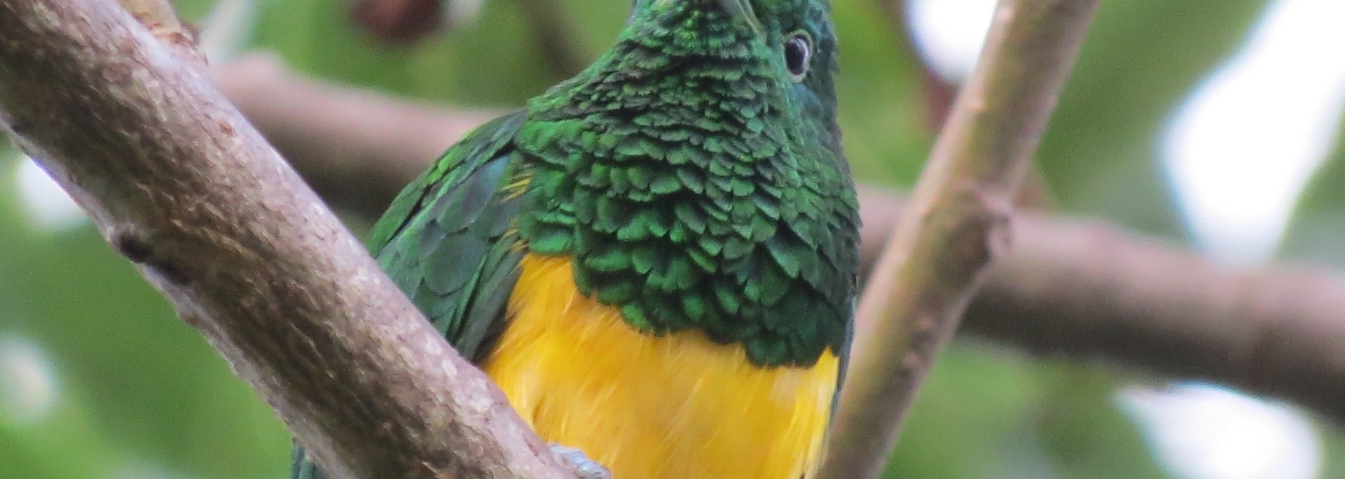 African Emerald Cuckoo