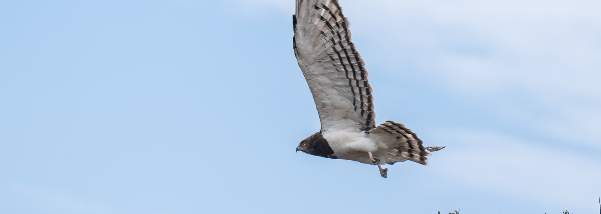Black-chested Snake Eagle