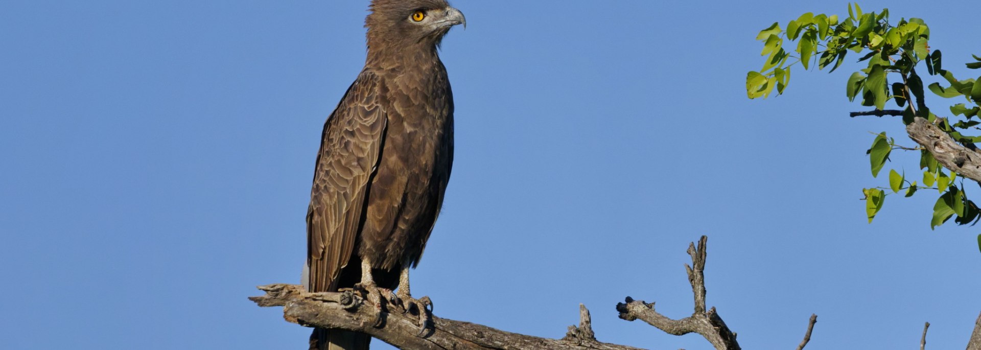 Brown Snake Eagle