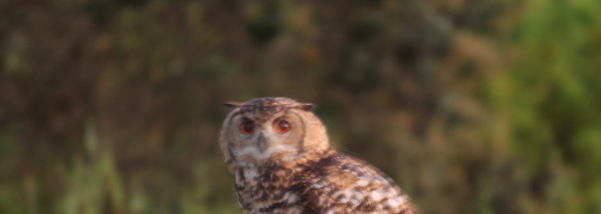 Cape Eagle-Owl