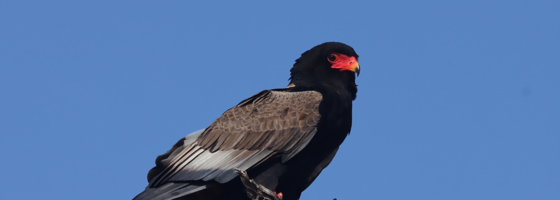 Bateleur