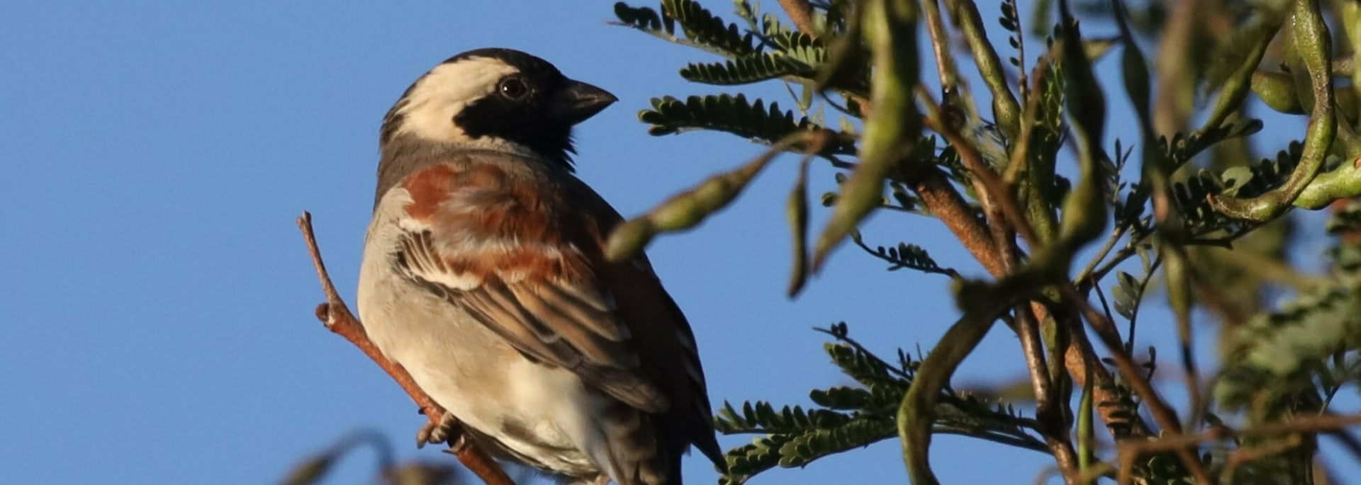Cape Sparrow