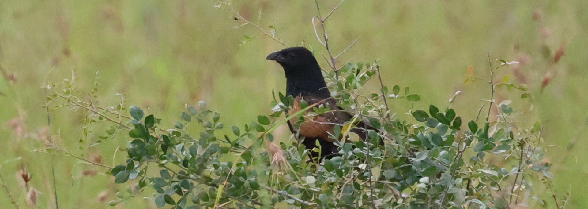 Black Coucal
